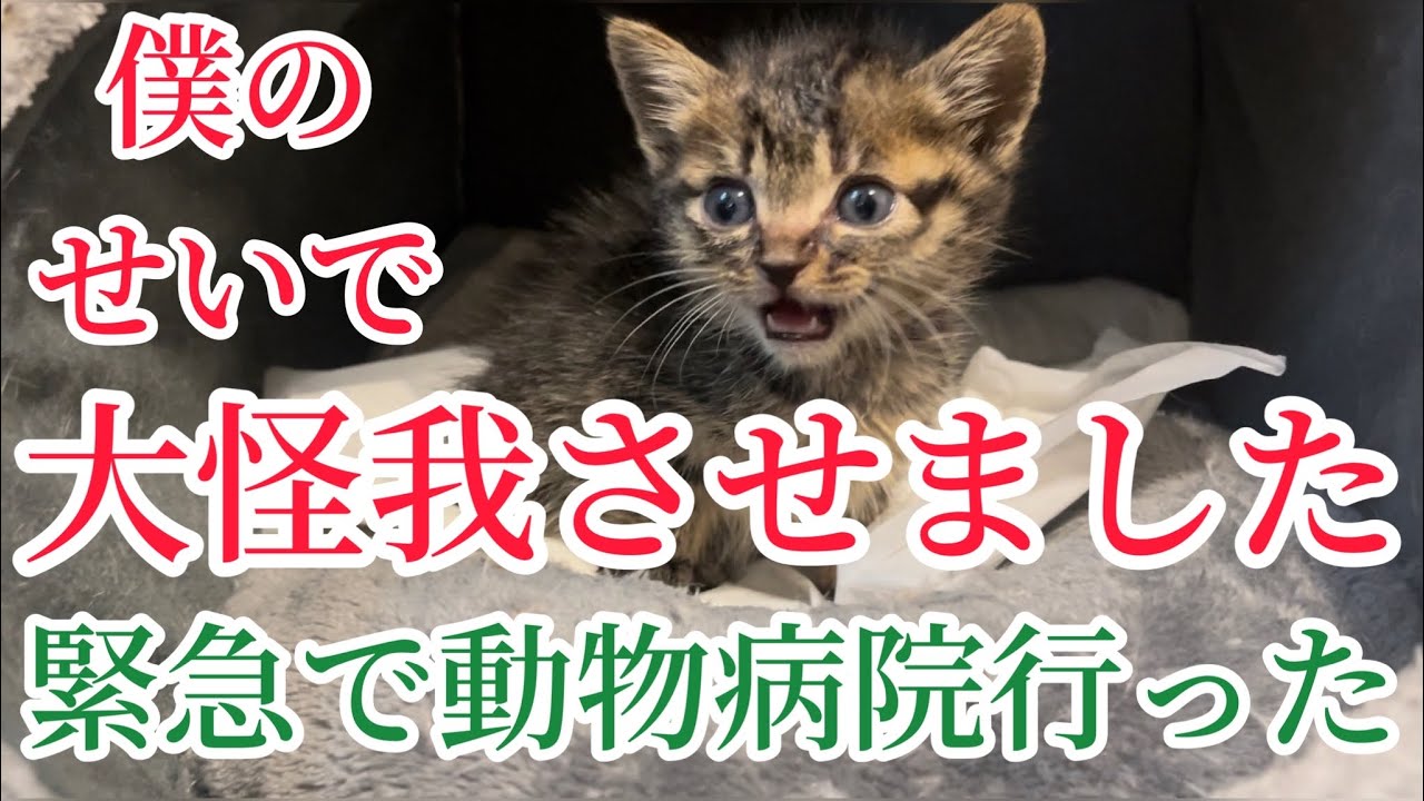 保護10日目‼️私のせいで子猫大怪我‼️緊急動物病院に行きました。