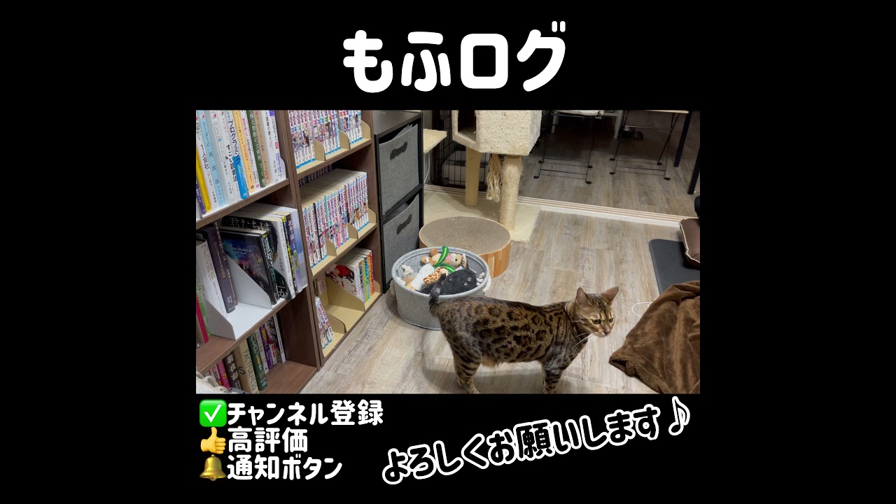 【ベンガル メインクーン】顔を覗き込む可愛い子猫とお姉さん猫#short