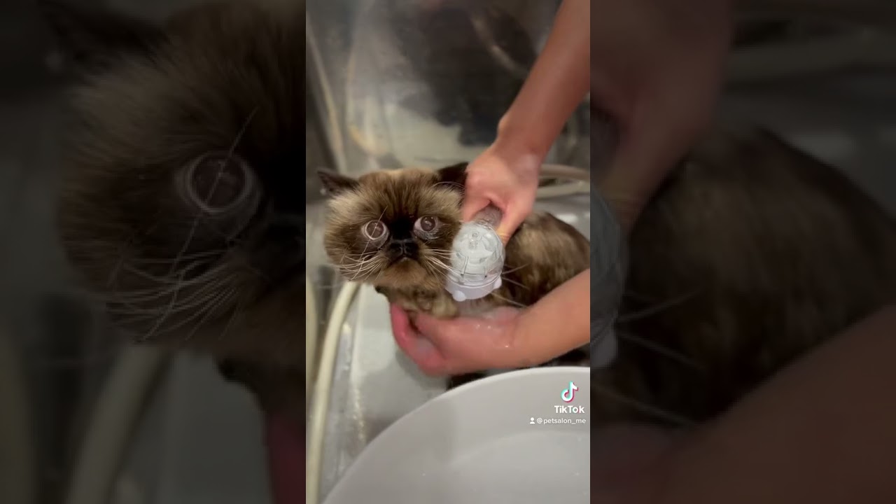 ヒマラヤンのギンくんが来てくれました　京都市南区　ペットサロンみぃ〜