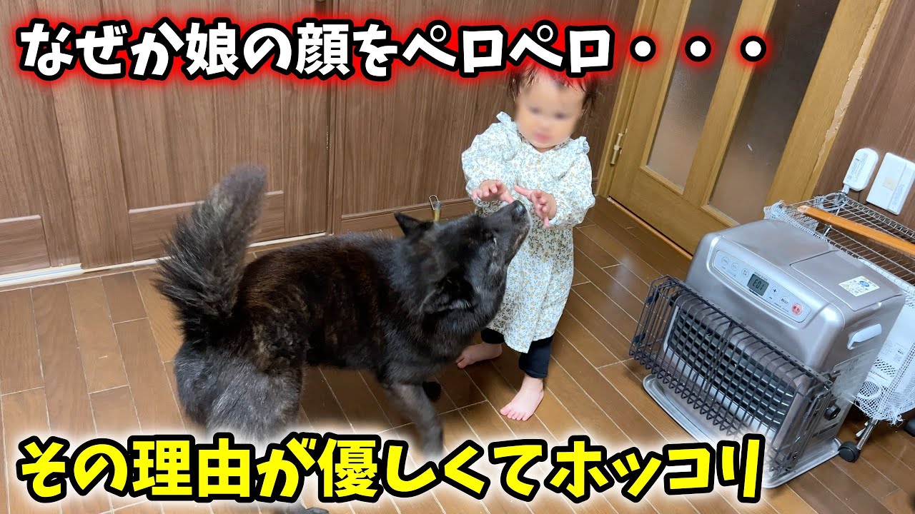 普段は気を使って娘の顔を舐めない愛犬が、娘の顔を舐めた理由【甲斐犬一休と猫のしずく】
