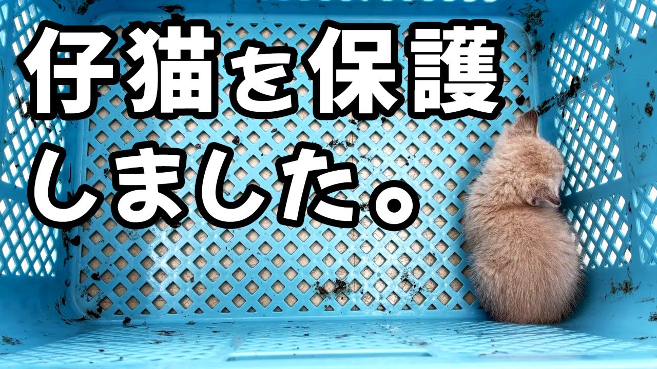 【仔猫】天井から落ちてきた子猫を保護しました#1【保護】