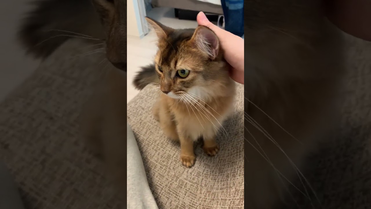 甘えん坊の我が家のねこ #ソマリ #しっぽ吸い #いやしねこ