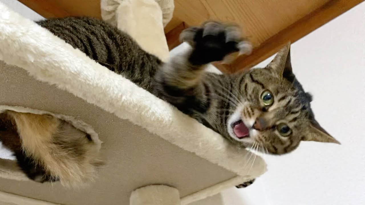 ２日ぶりに家に帰宅したら猫が大激怒して襲ってきた...