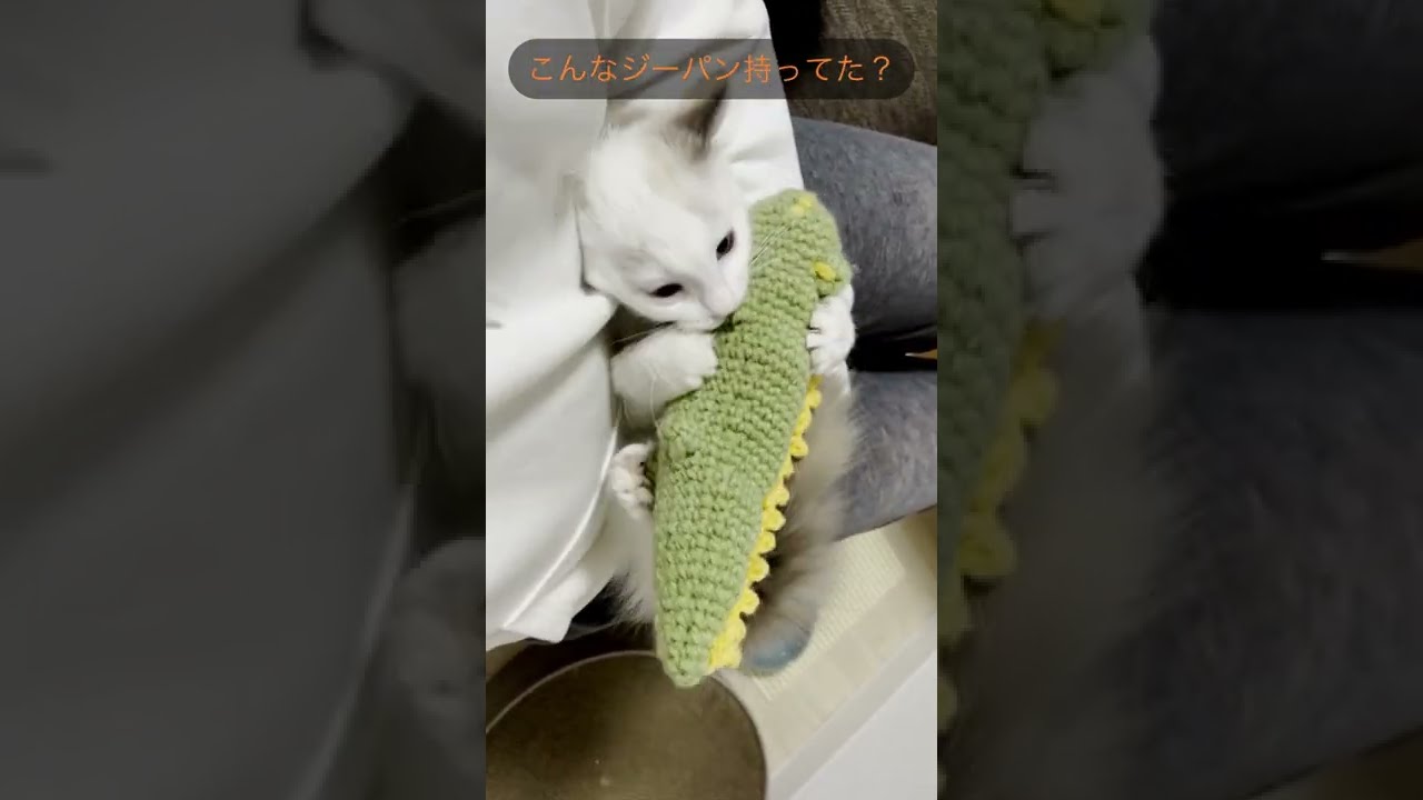 手作りおもちゃで遊んでくれる子猫（ラグドール×ラガマフィン）