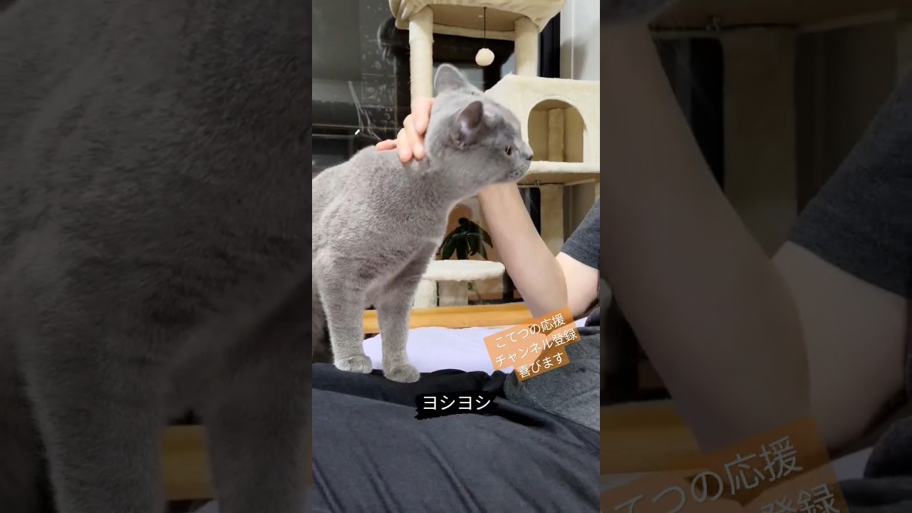 本当に人間が好きな猫のシャルトリュー