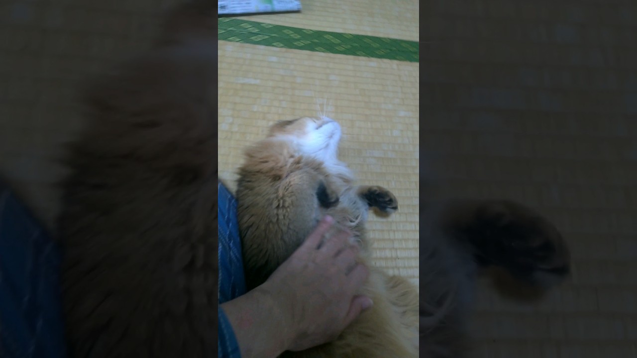 撫でて撫でて！＃猫 #ソマリ #cat #kmg #shorts