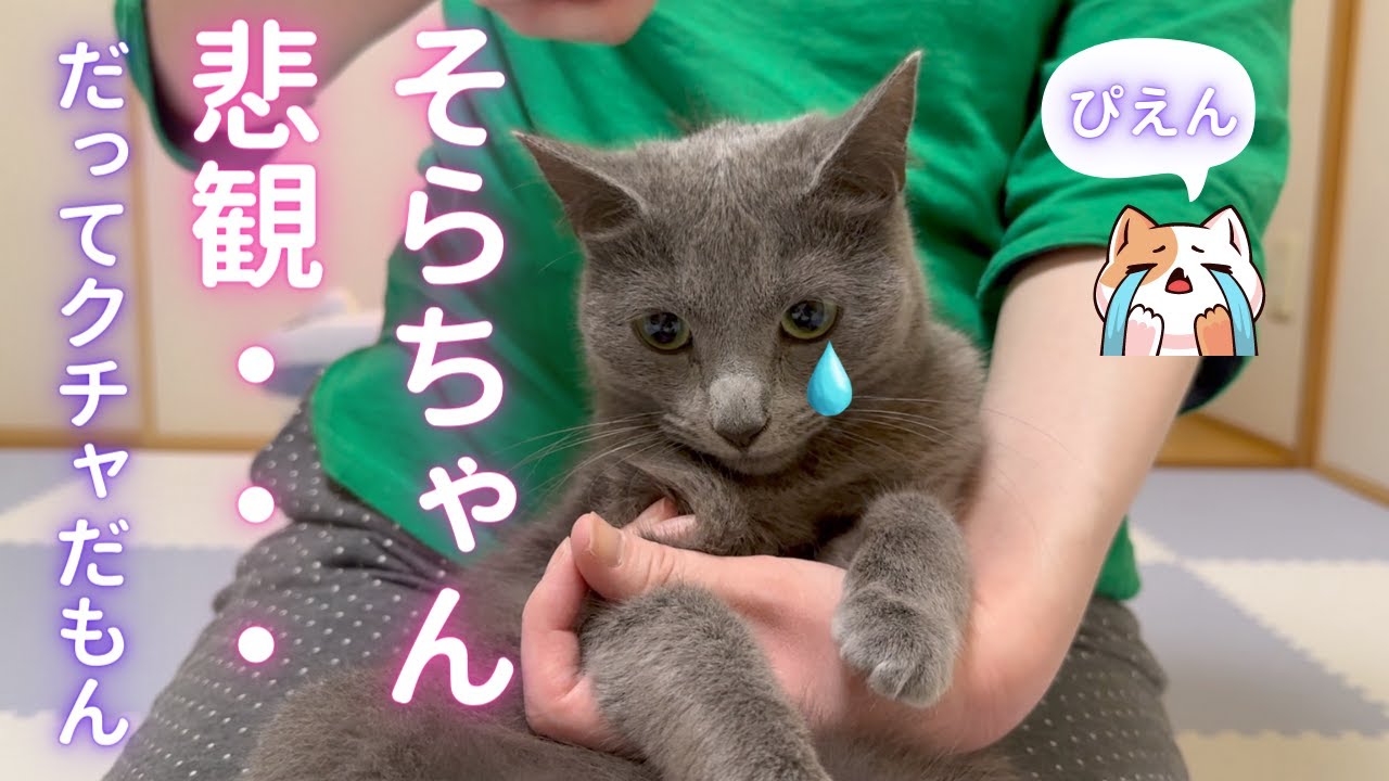 クチャに悲観する猫の表情はこちら（ロシアンブルー）
