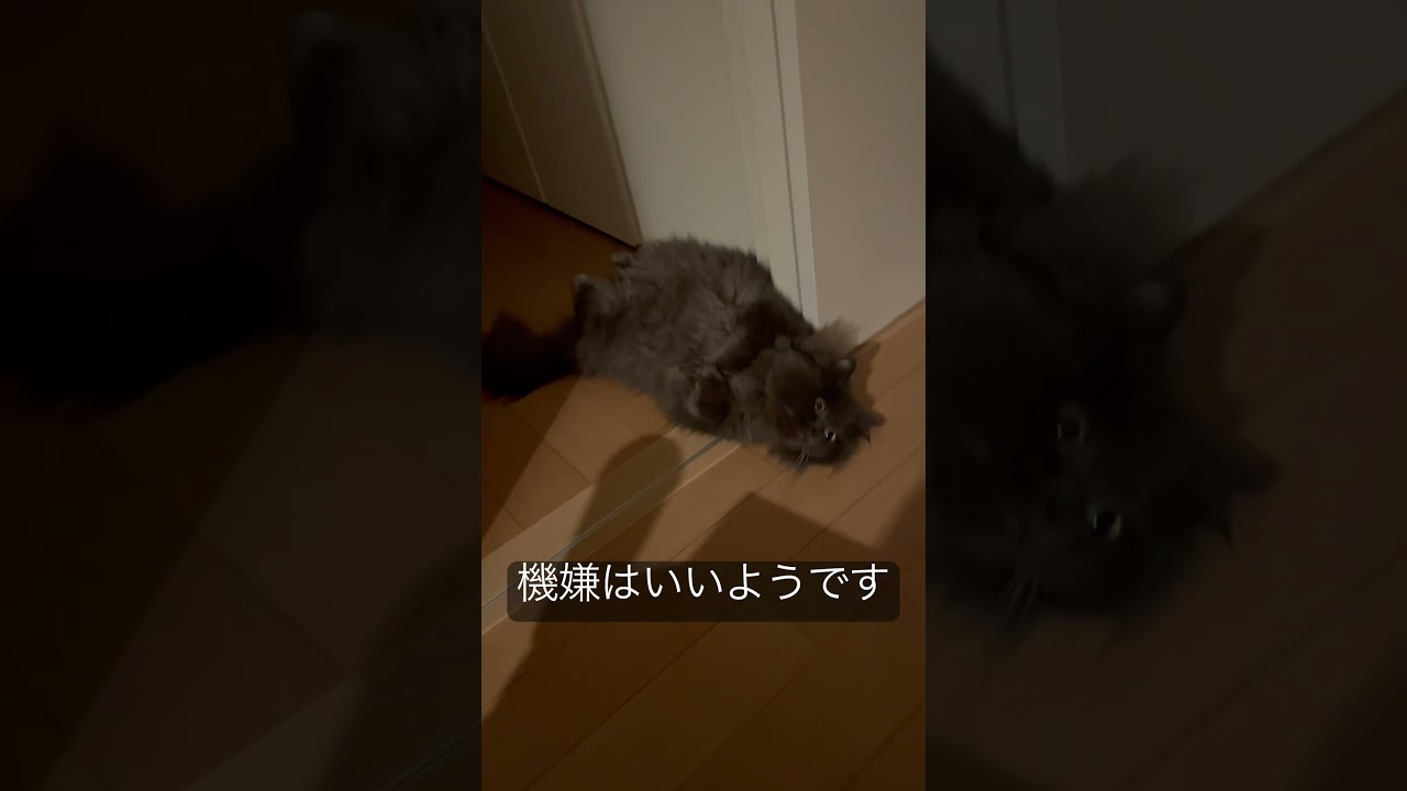 ご機嫌なラガマフィンは何を思う？　#ラガマフィン #猫のいる暮らし #猫動画