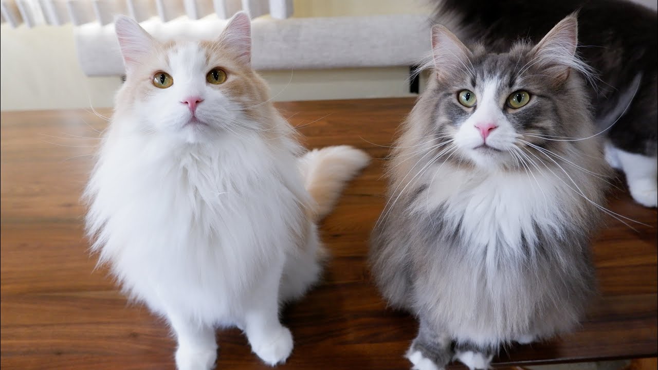 【仲良し⁉︎】仲良いのか悪いのかわからないノルウェージャンフォレストキャットたちwww