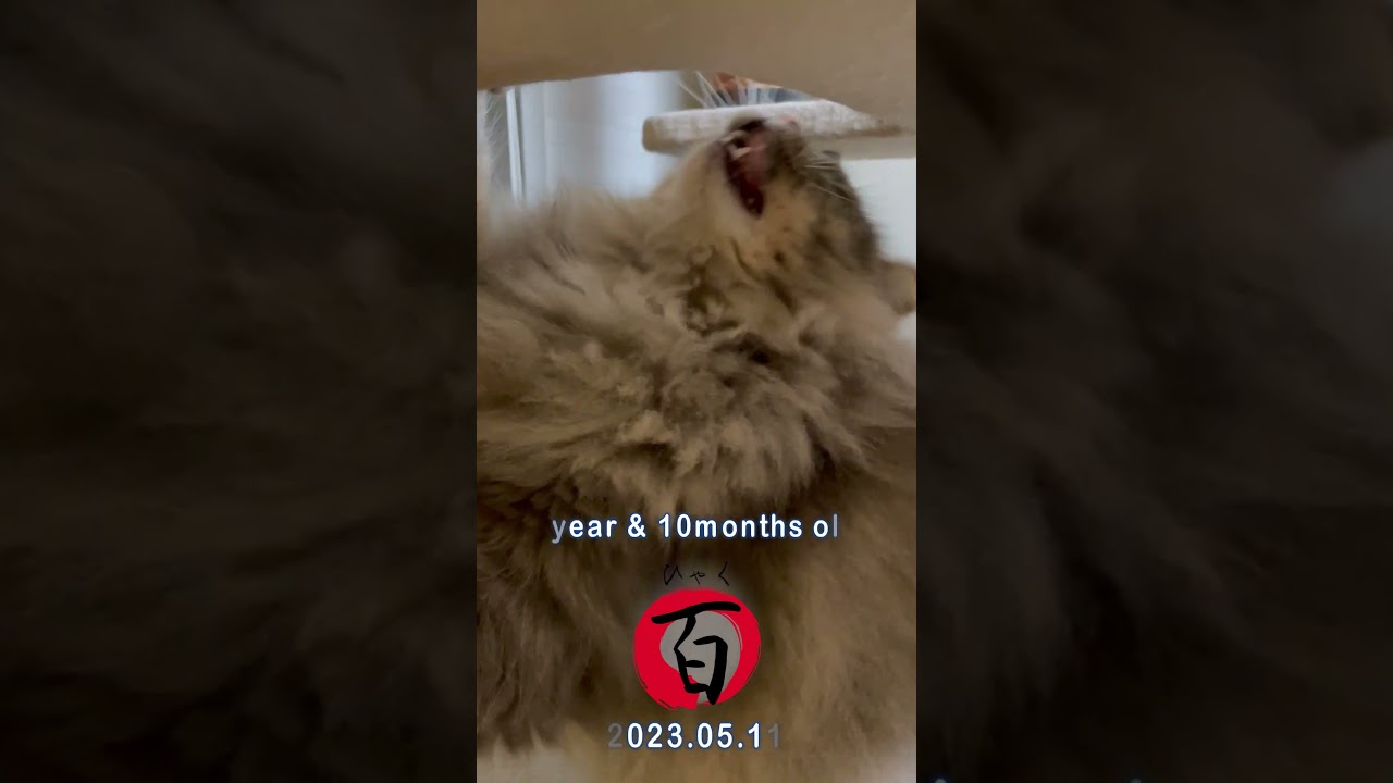 サイベリアン猫日記【2023.05.11】1歳10ヶ月 #siberiancat