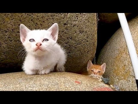 港で見掛けた子猫の兄弟がかわい過ぎる