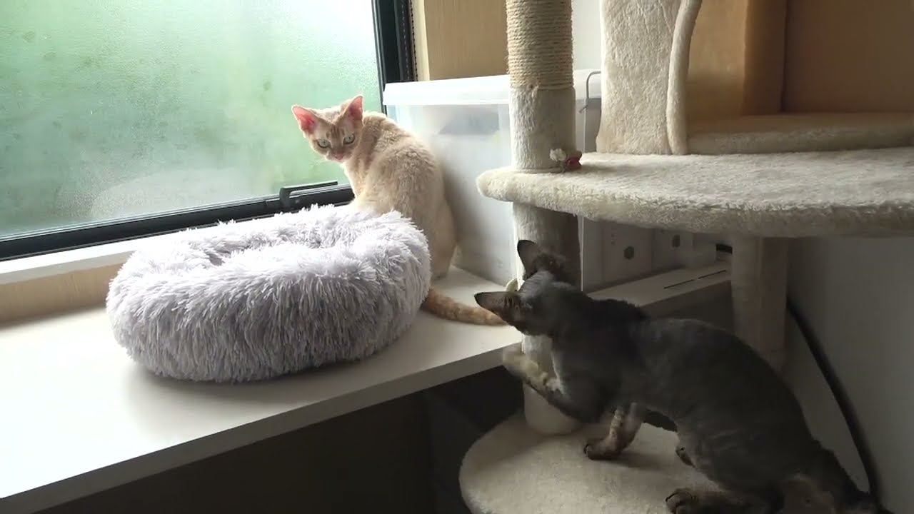 戯れあいデボンレックス兄弟の日常ノーカット(Daily life of Devon Rex brothers)