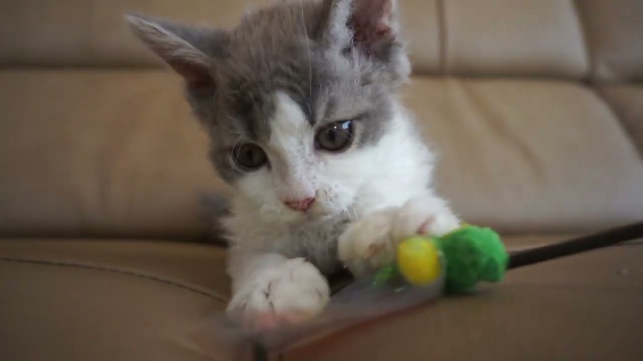 セルカークレックス子猫　2022.７.23産まれ　ブルー＆ホワイト　男の子　シーダキャット猫のお店