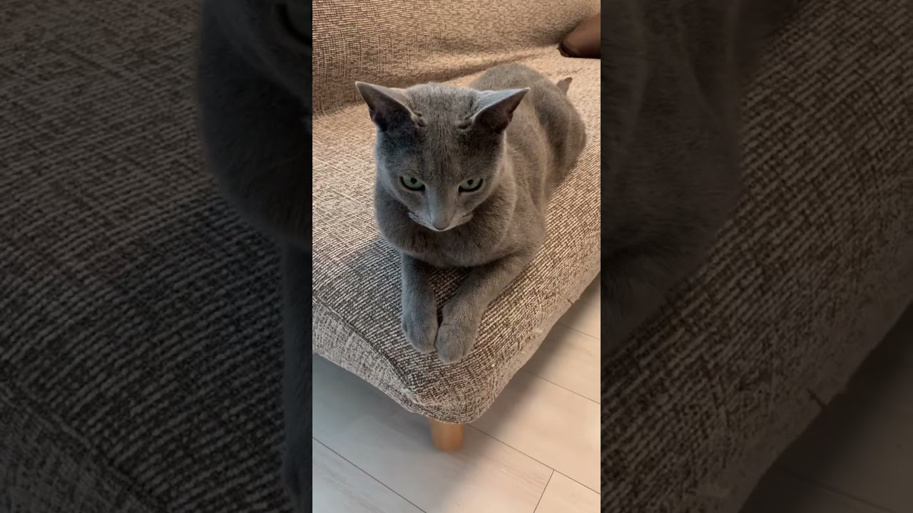 おててをソファーの角に合わせる猫 #ロシアンブルー #しっぽ吸い #いやしねこ