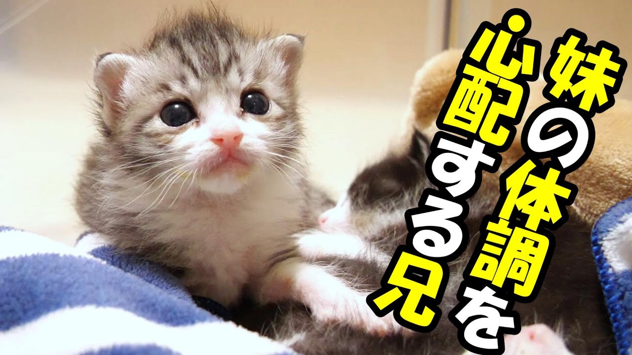 調子の悪い子猫を必死に温める子猫【赤ちゃん猫　保護猫】