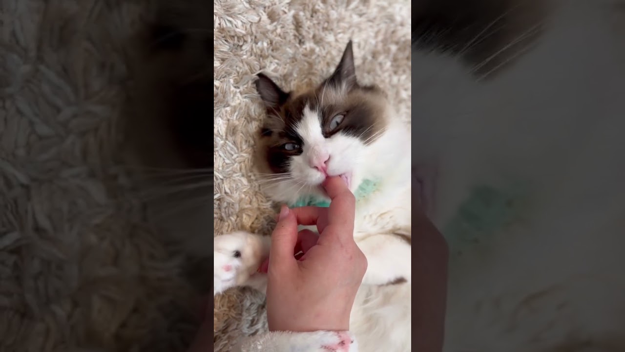 甘えん坊ラグドールが甘噛みしてきてかわいい♡#ラグドール #cat