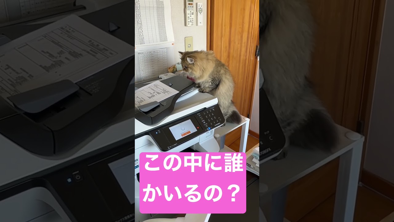 ここに誰かいる#shorts 〜ペルシャ猫