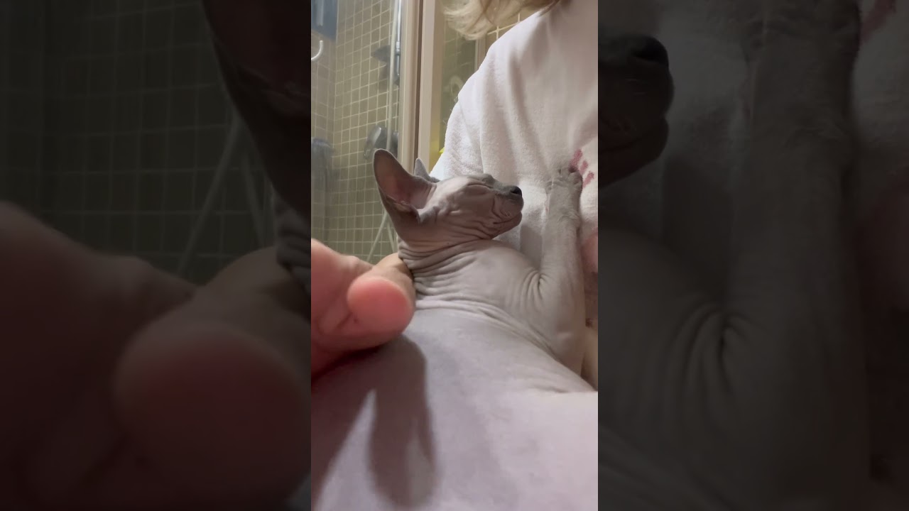 トイレでもママに甘えまくる毛のない猫【スフィンクス猫】