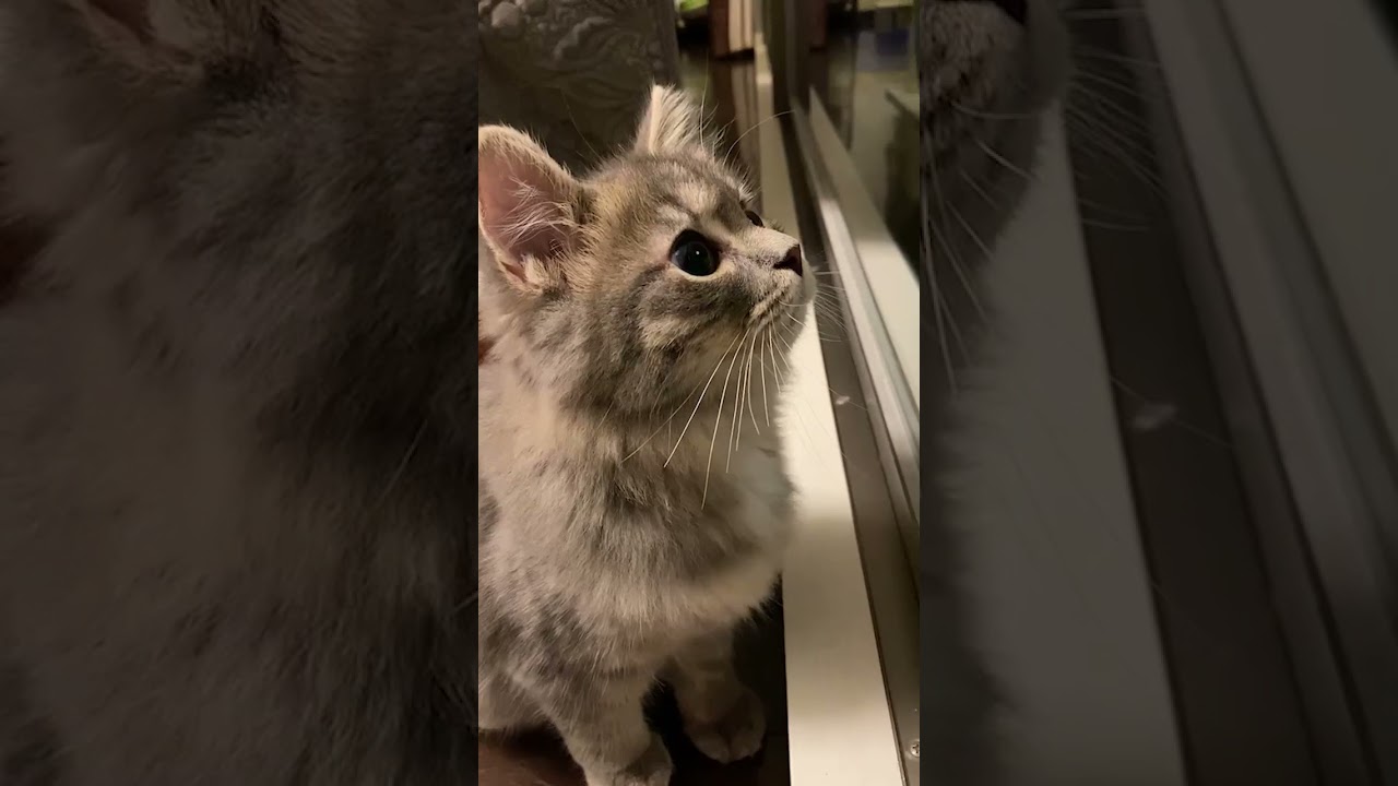 窓の向こうの虫に夢中なサイベリアンの子猫が可愛い【#shorts】