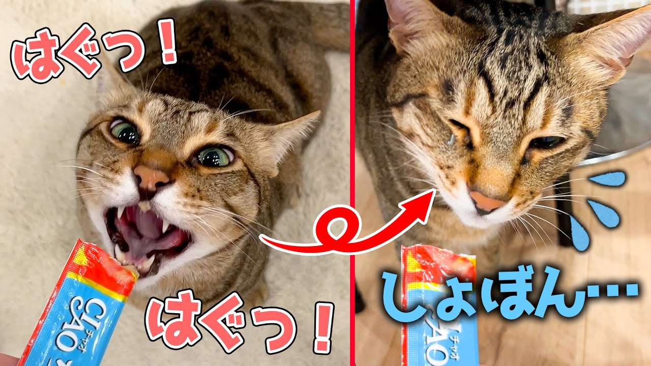 【直撃】猫の眼球にちゅ〜るが落ちて大変なことになりました…