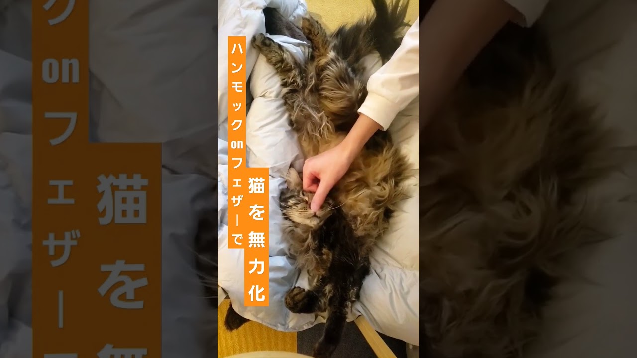 【メインクーン~Maine coon~】猫を無力化【シカマル】