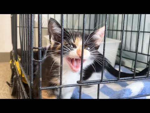 二匹の暴れん坊子猫を保護