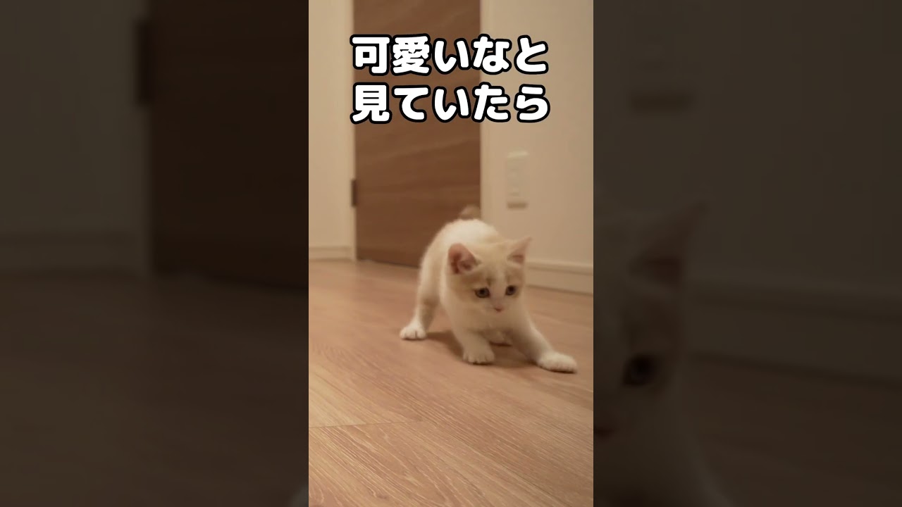 子猫に襲われる瞬間w