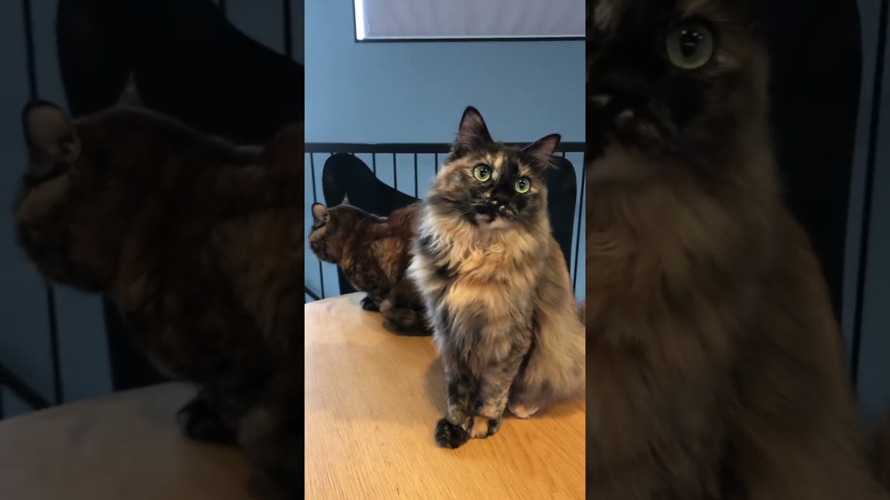 美しい胸毛w#shorts #保護猫 #サビ猫 #長毛猫 #子猫 #tortoiseshellcat #kitten