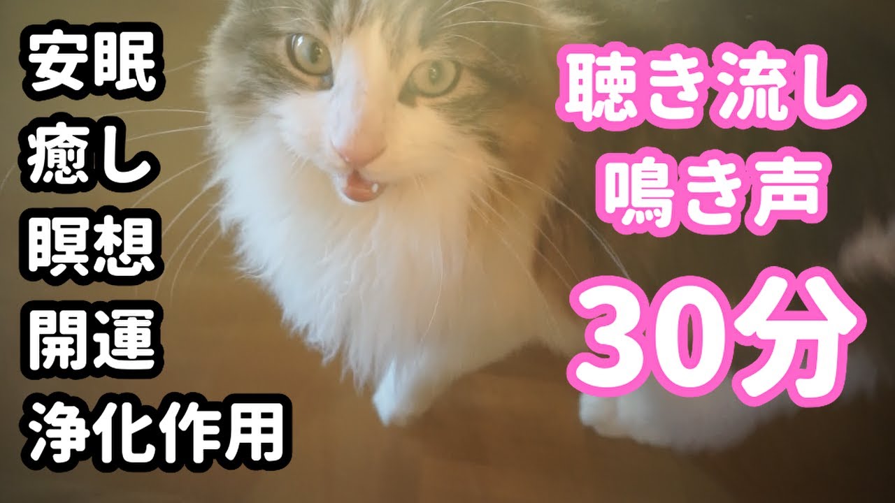 【作業用】メインクーン・マロの鳴き声30分