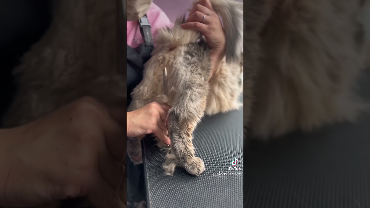 ソマリの莉凰ちゃんが来てくれました　京都市南区　ペットサロンみぃ〜