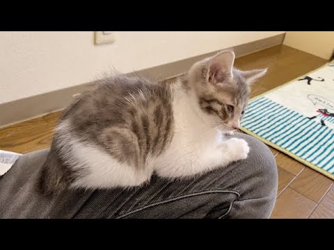 保護3日目の子猫が甘えん坊すぎる