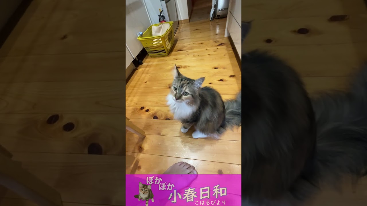 メインクーン】なにかして欲しい時だけ甘える猫さん【子猫】 #shorts