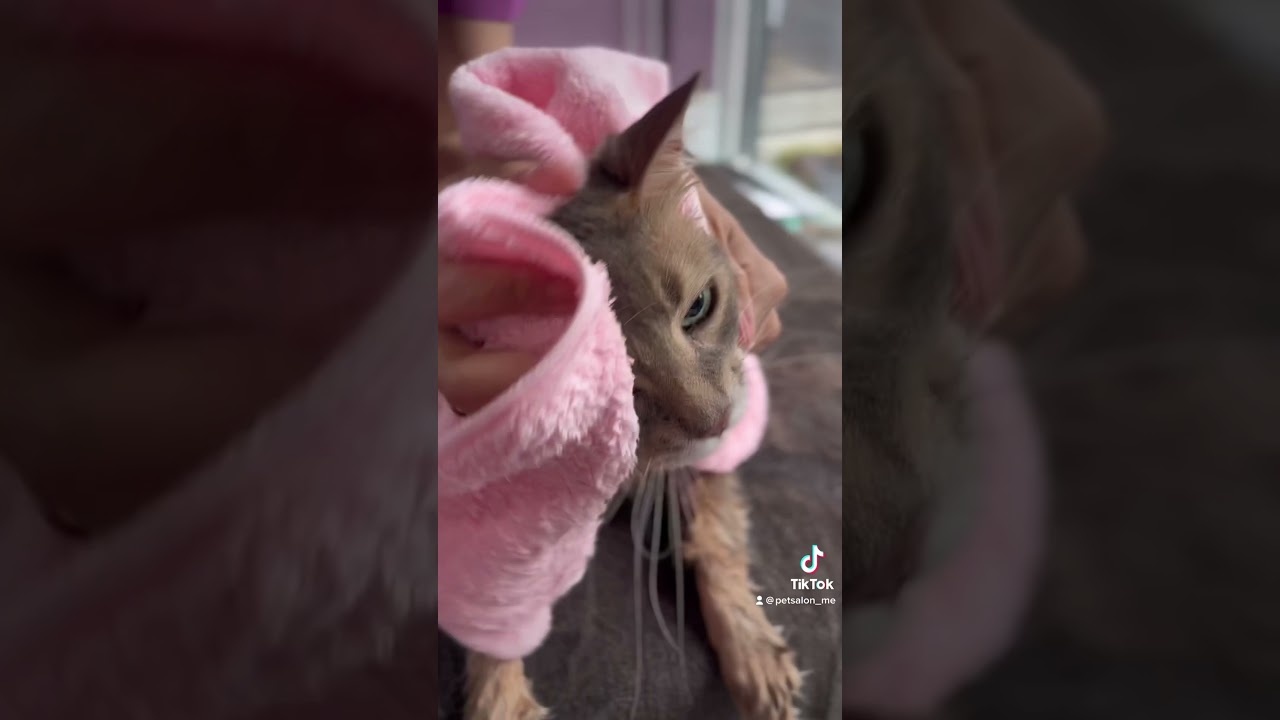 ソマリのソルくんが来てくれました　京都市南区　ペットサロンみぃ〜