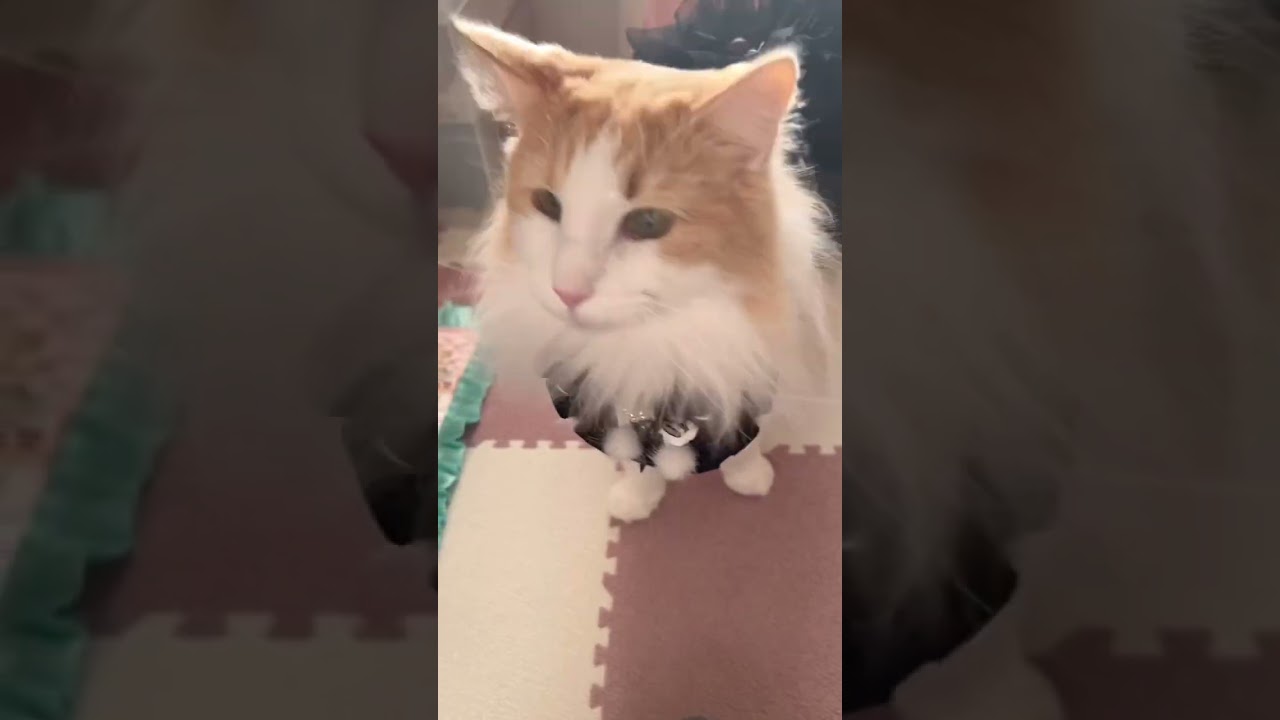 撮影会した後のお楽しみ ノルウェージャンフォレストキャット #shorts