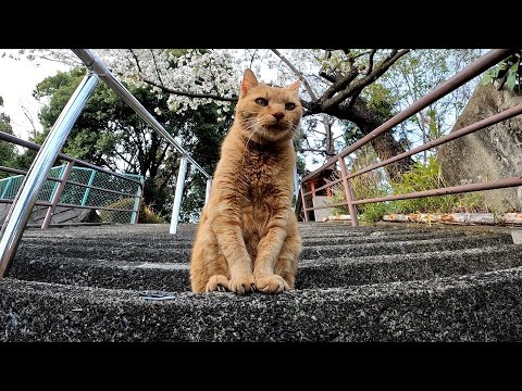 かわいいボブテイル茶トラ猫