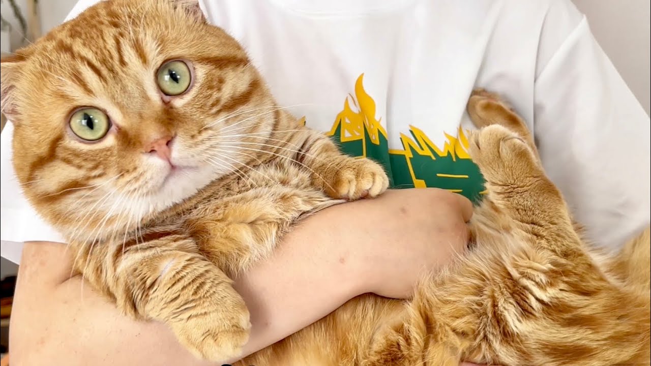 ねこもふファミリー体重NO1決定戦！〜栄冠は誰の手に〜