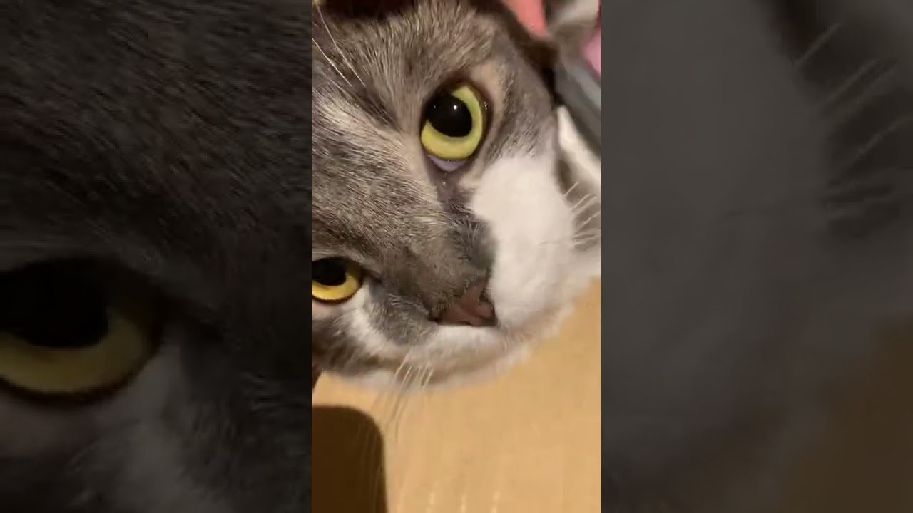 ブラッシングが気持ちよすぎて鼻が湿っちゃう子猫【アメリカンカール・たぴ】