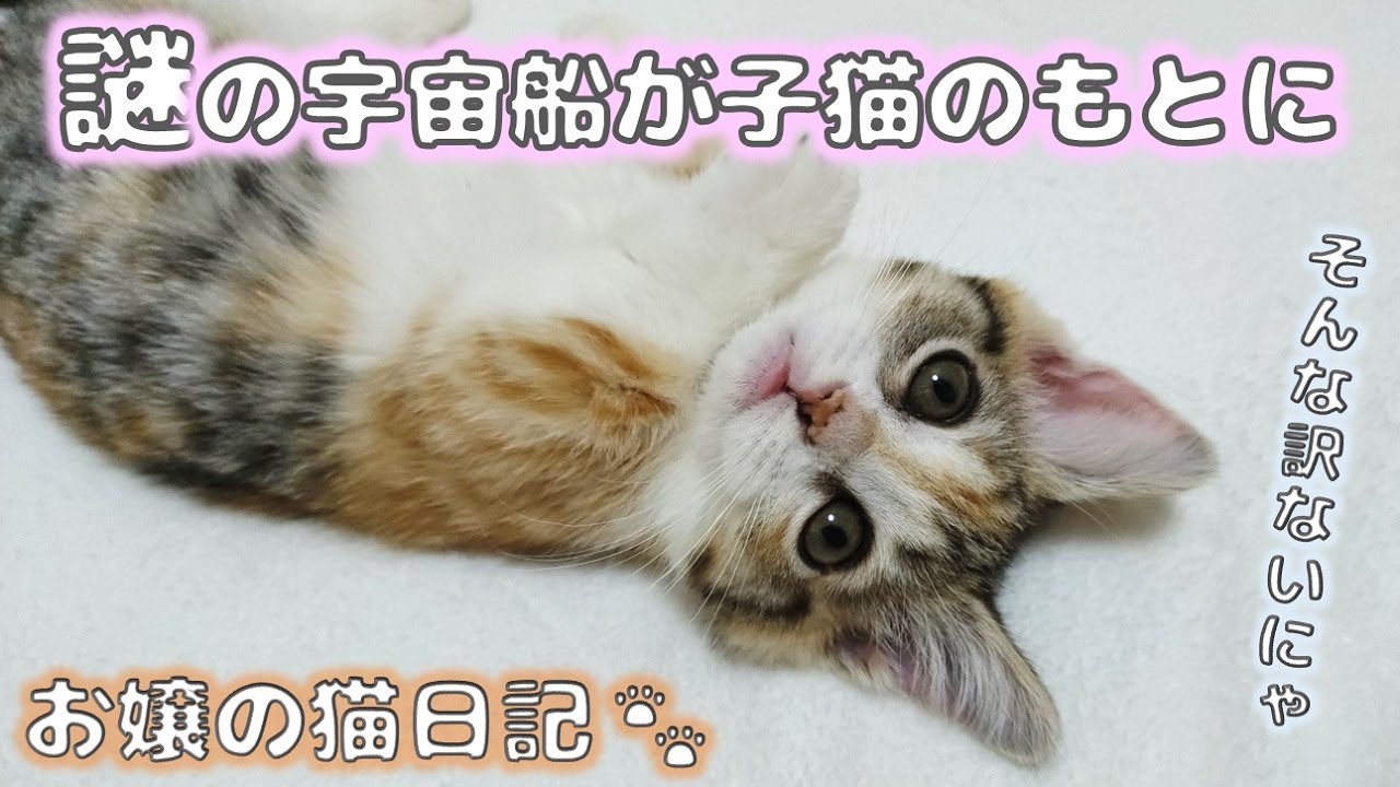 謎の宇宙船が子猫のもとに【お嬢の猫日記 / OJO- CAT DAILY】