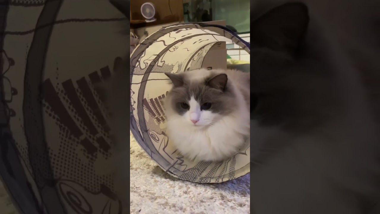 ラグドールの日常 トンネル大好き 猫のおもちゃ 猫かわいい動画 猫癒し動画 もふもふ 小さいラグドール 多頭飼い スコスコラグ 末っ子 ぬいぐるみ猫  大型猫のはずが