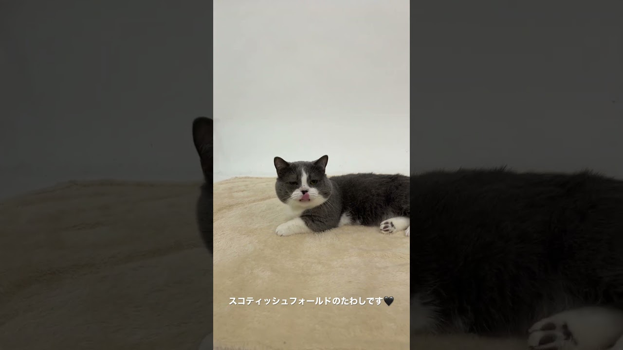 スコティッシュフォールドのたわしです🖤 #ペットモデル #ペットモデル大募集 #動物プロダクション #タレント猫 #スコティッシュフォールド #短足 #ドラえもん #たわし#かわいい猫 #ねこ動画