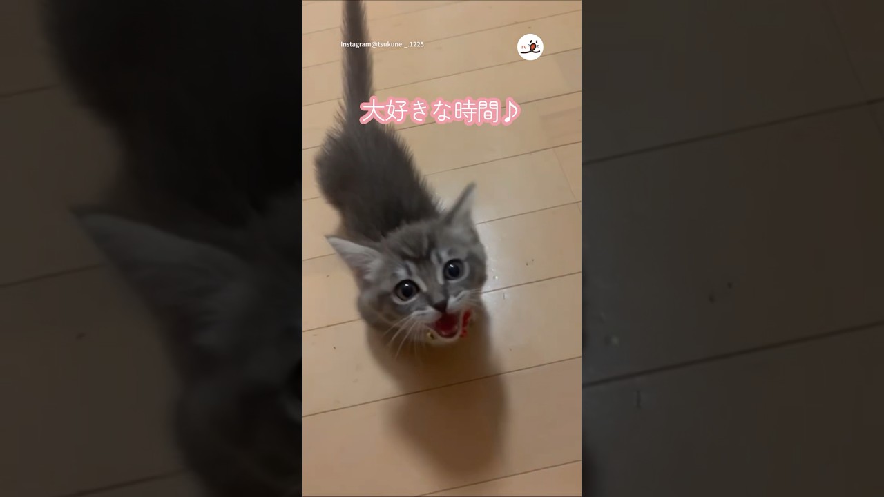 子猫の自己主張が可愛すぎる…｜PECO