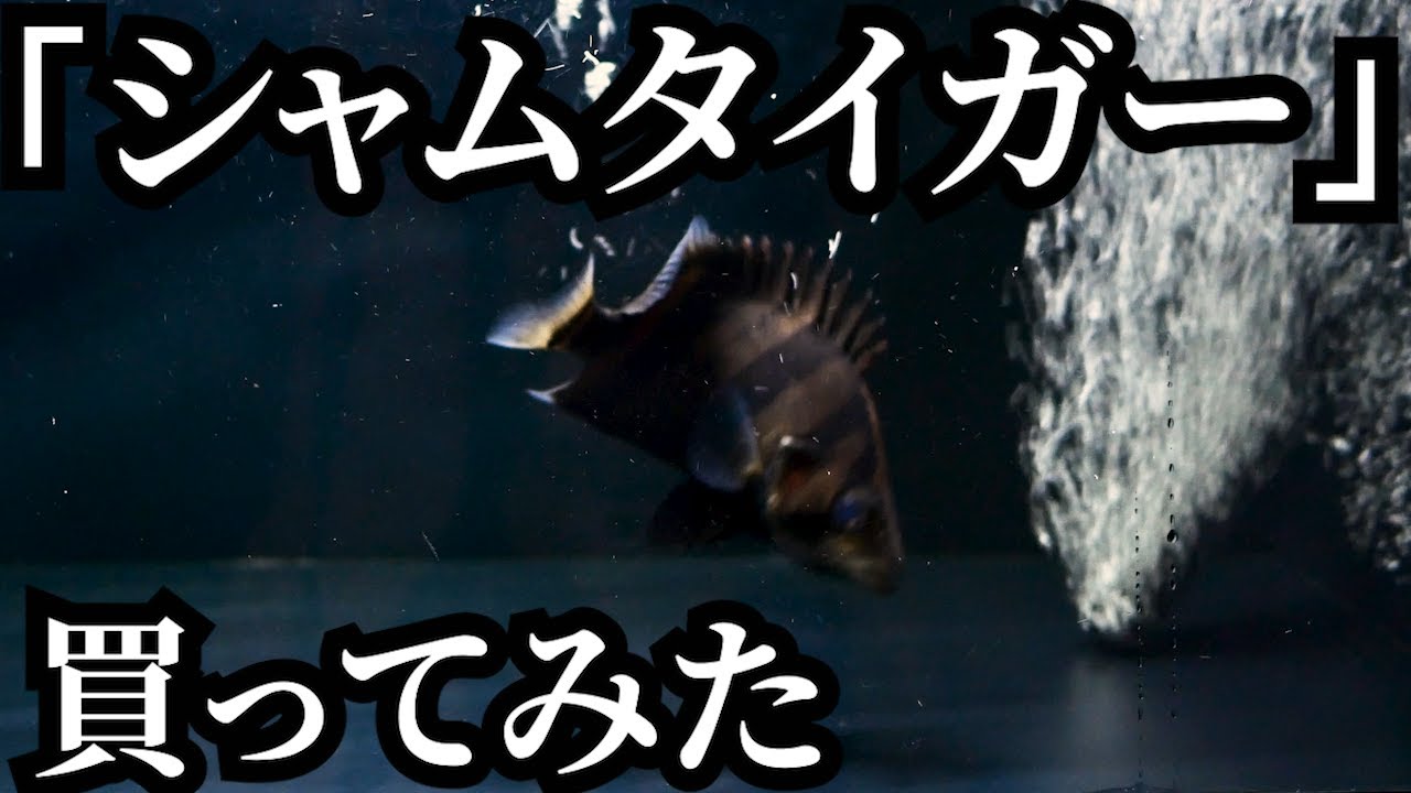 【新魚導入】シャムタイガー買ってみた。