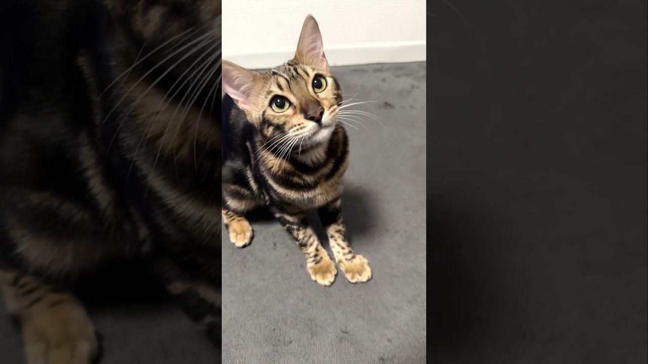 お勉強大好きな子猫【猫芸】 #shorts #cat #ベンガル