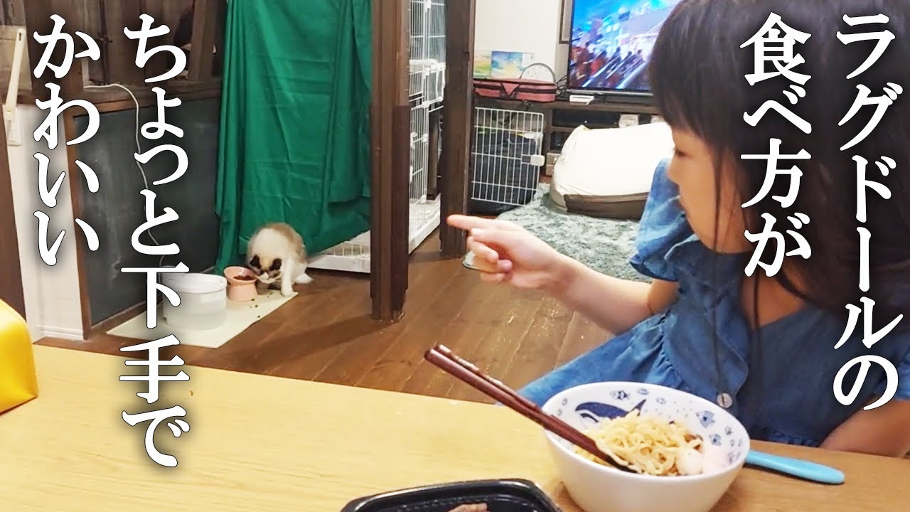ラグドールのご飯の食べ方がちょっと不器用（つまり下手）でかわいい
