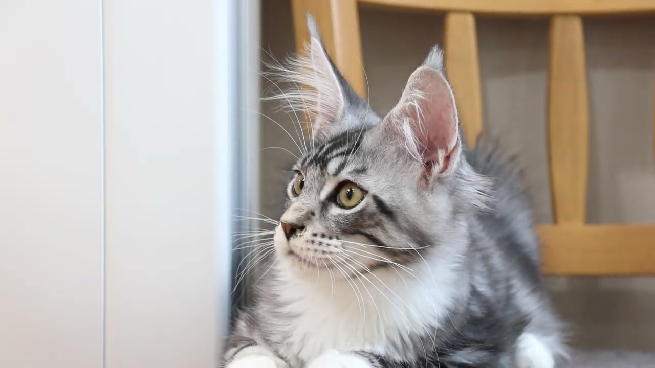元気なメインクーン子猫達の朝