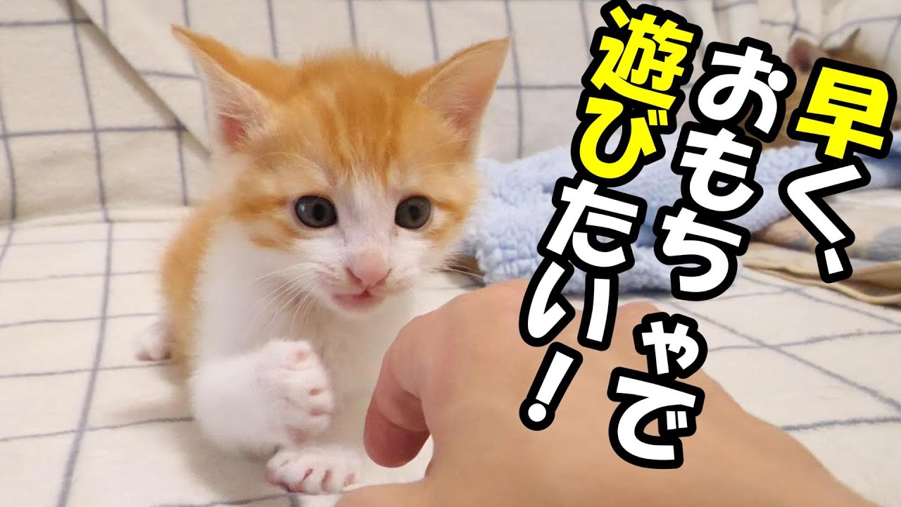 ふたりボッチの子猫がおもちゃで遊ぶ楽しさを覚えてしまう【赤ちゃん猫　保護猫】