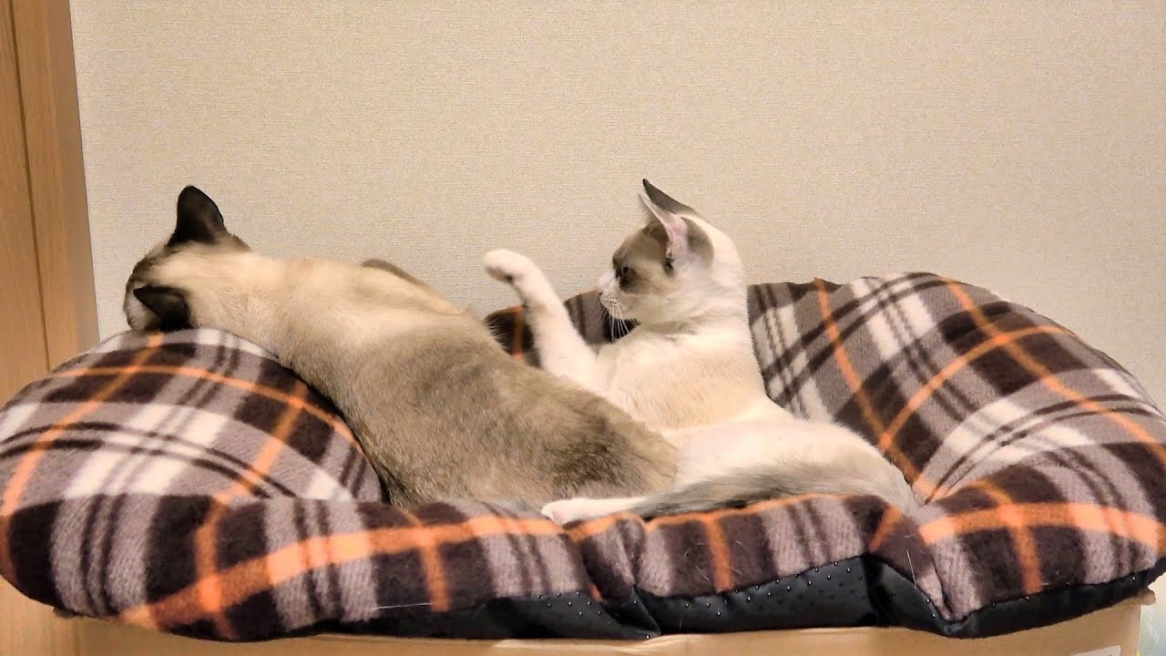 姉シャム猫が妹子猫に起こされて起き上がった結果が可愛い😍