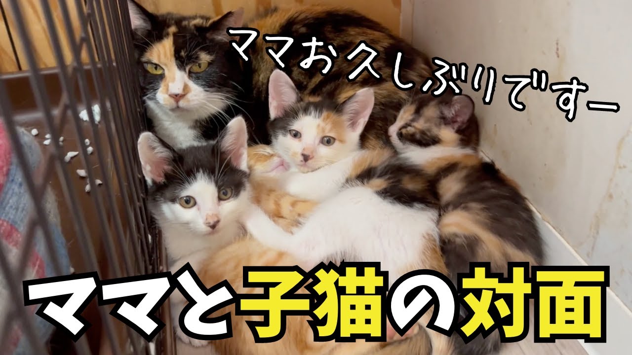 【ママとの対面】子猫検査を経てママと同じ部屋へ移動。ママの反応は？
