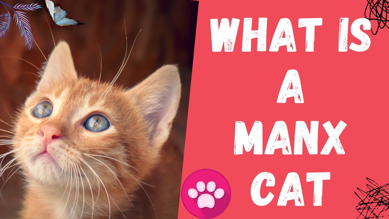 What is a Manx Cat? | Size of Manx Cat | Life Expectancy of Manx Cat |
