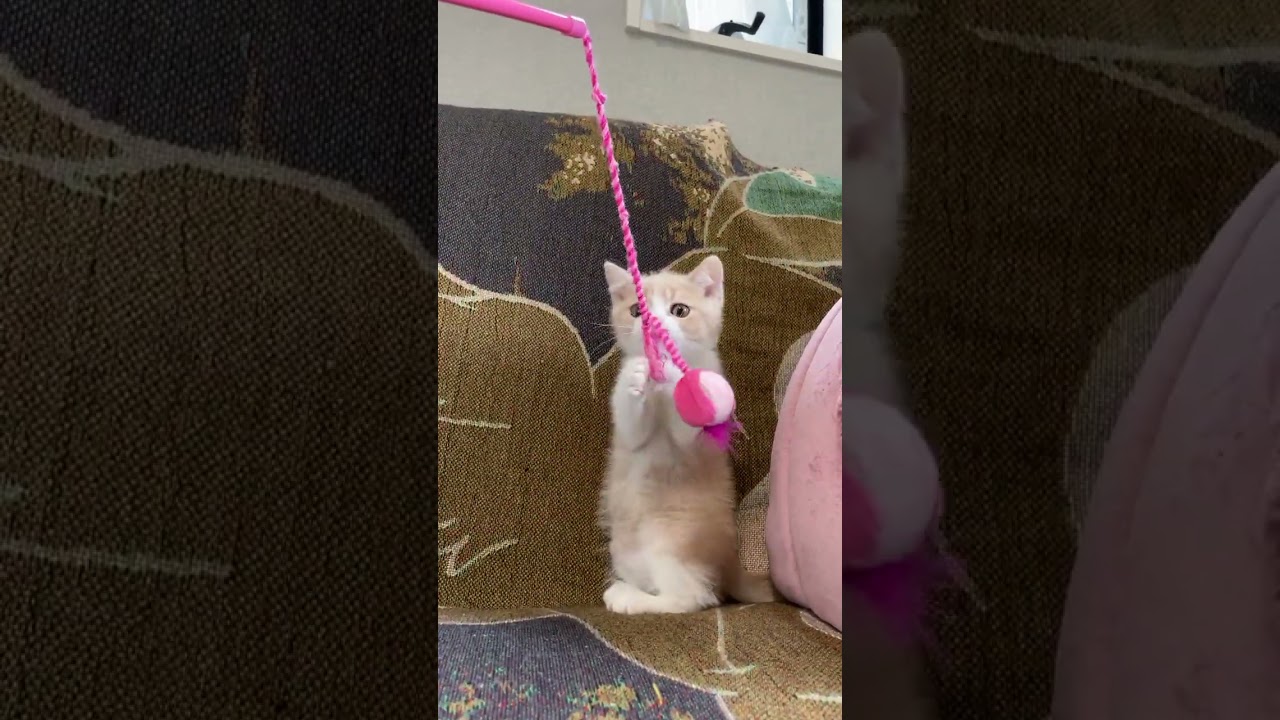 セルカークレックス 可愛い男の子🥰